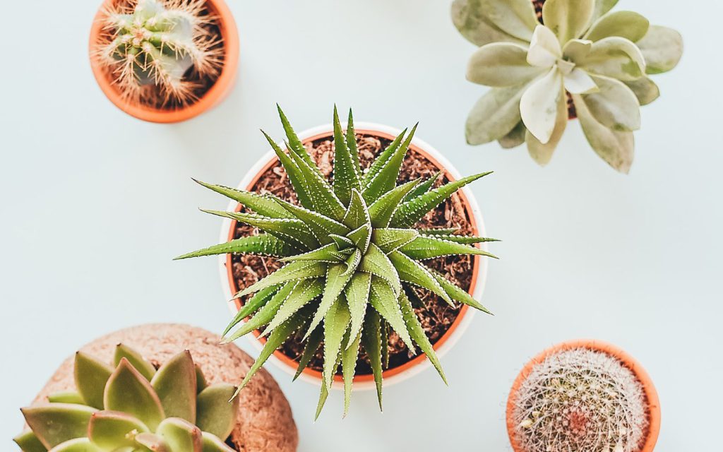 Cómo decorar tu hogar con flores frescas
